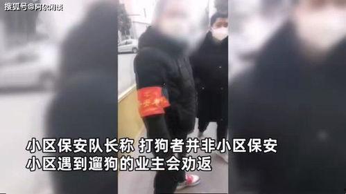 打狗 视频,一场人与动物冲突的视觉记录