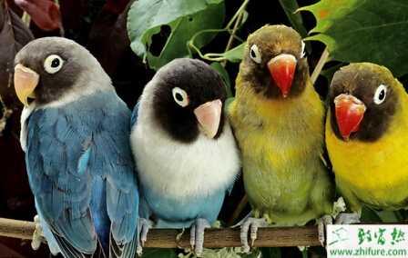 散养鹦鹉致富的视频,揭秘视频中的致富奥秘