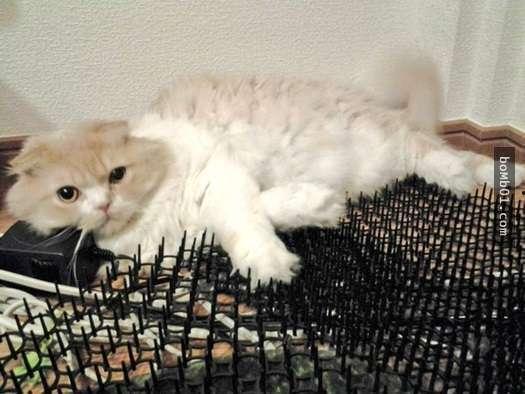 日本袖珍猫,迷你版萌宠的魅力与养护之道