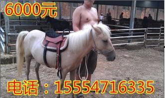 养马视频播放,揭秘养马视频中的精彩瞬间