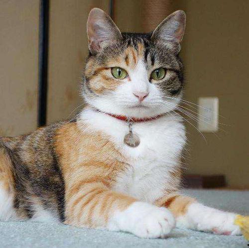 娱乐吃瓜猫咪视频大全,猫咪吃瓜视频大盘点